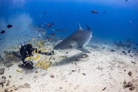 Shark Diving