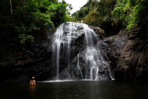 Rainforest Waterfalls