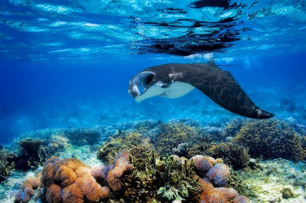 Manta Ray Encounters