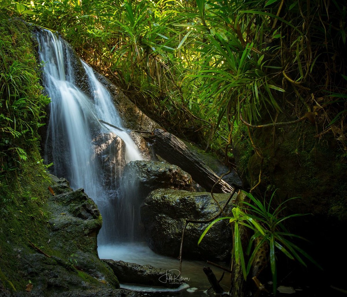 Colo-i-Suva Forest Park